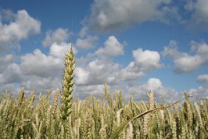 Cereali e azotofissazione: sogno o realtà? - le news di Fertilgest sui fertilizzanti